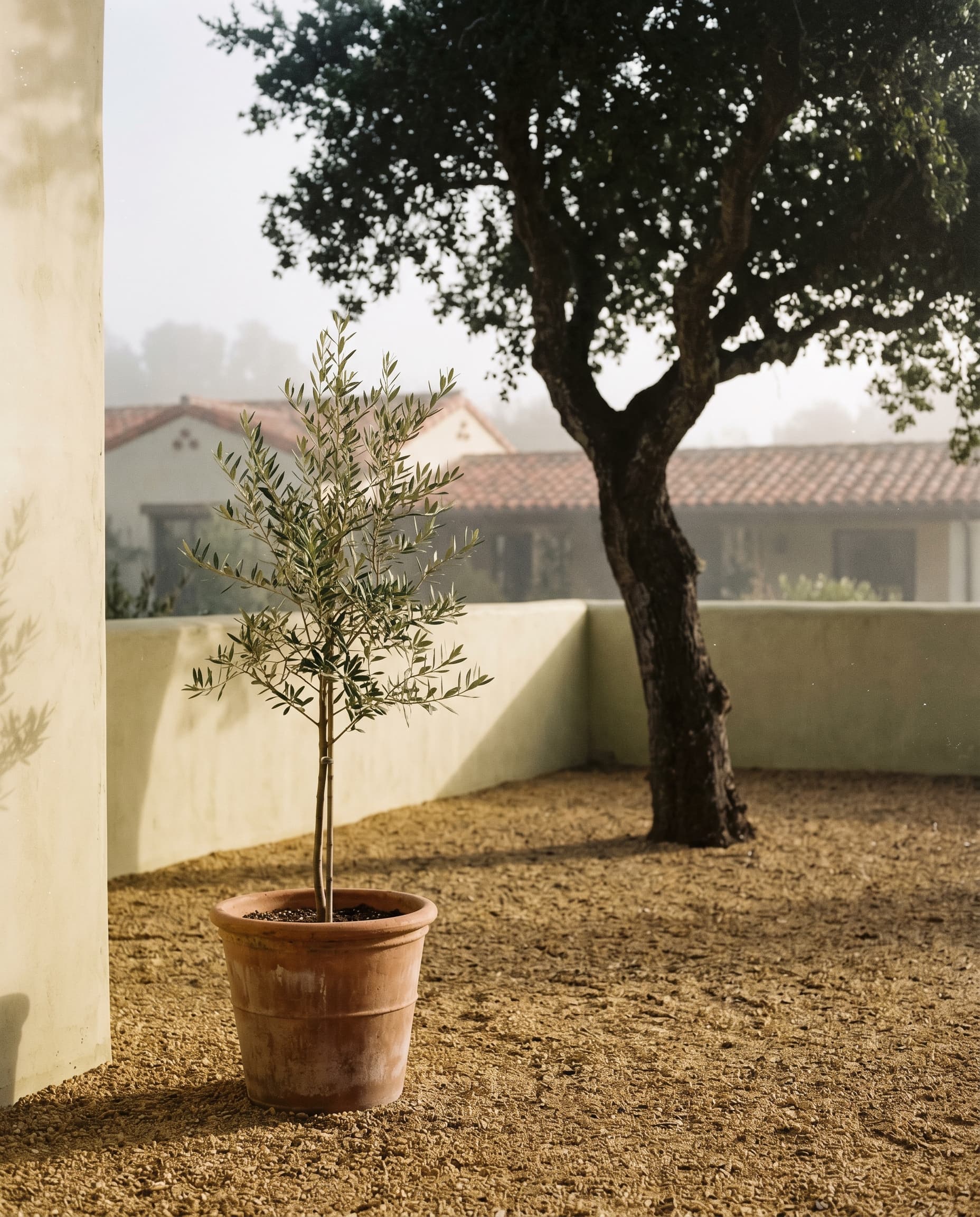 Five trees we plant before we furnish